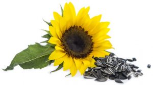 Health benefits of sunflower seeds
