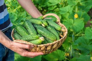 Cucumber benefits for men 