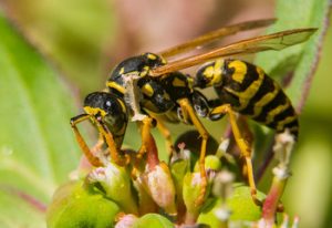 Home remedies for treating yellow jacket sting