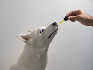 Tips for Administration of CBD for Pets