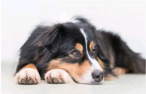How to Relieve your Dogs’ Back Pain