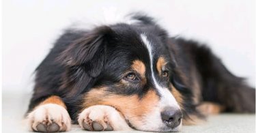 How to Relieve your Dogs’ Back Pain