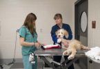 Tricks to Speed Your Pet’s Healing Time After Surgery