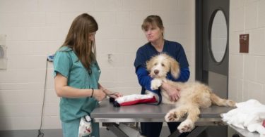 Tricks to Speed Your Pet’s Healing Time After Surgery