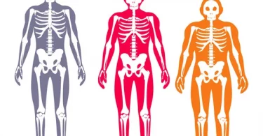 Somatotypes different body types